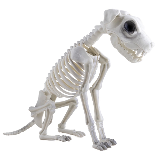 Hundeskelett, sitzend [43cm]