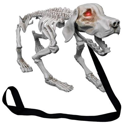 Hundeskelett, bellend [70cm lang]