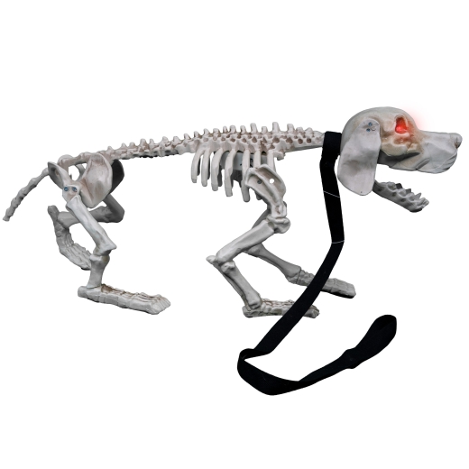 Hundeskelett, bellend [70cm lang]