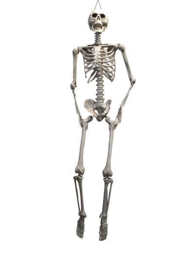 Skelett, gross [175cm]