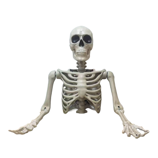 Skelett Torso Tom [104cm]