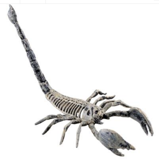 Skorpion Skelett [20cm]