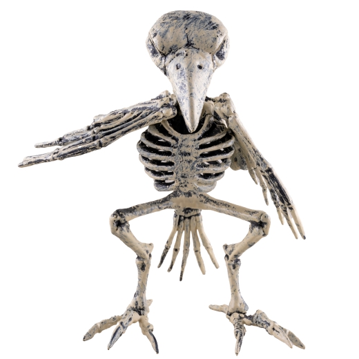 Vogel Skelett [20cm]
