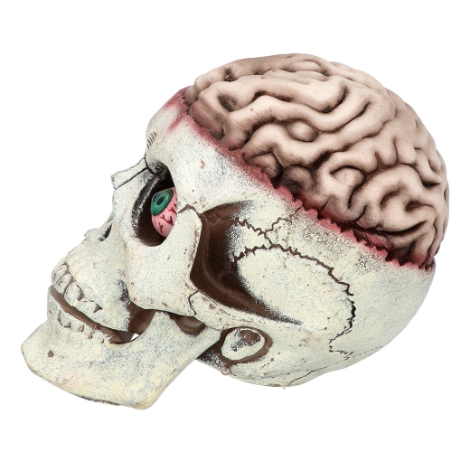 SCHÄDEL mit Gehirn [18x13x15cm]