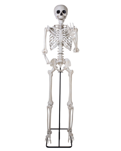 Skelett XL, stehend [213cm]