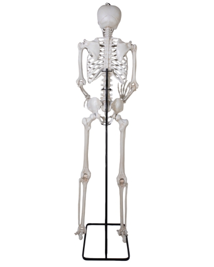 Skelett XL, stehend [213cm]