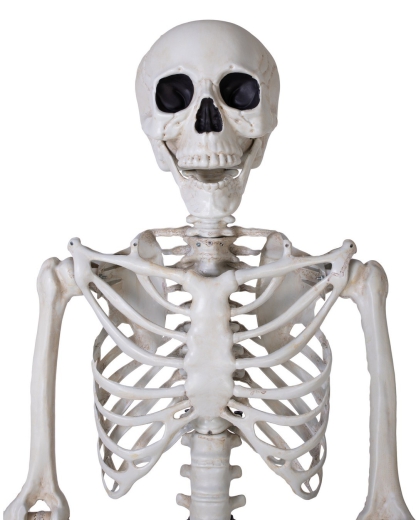 Skelett XL, stehend [213cm]