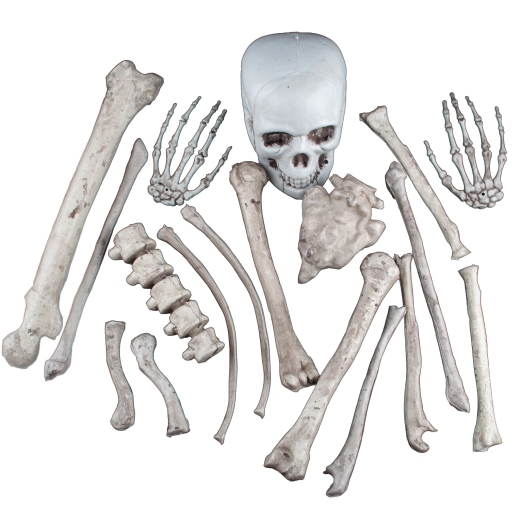 Knochenteile XL SET aus 18 Teilen