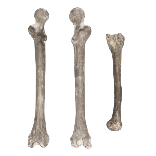 Knochenteile SET aus 6 Teilen