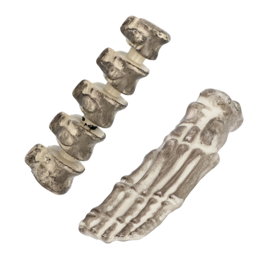 Knochenteile SET aus 6 Teilen