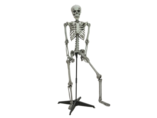 Stehendes Skelett [160cm]
