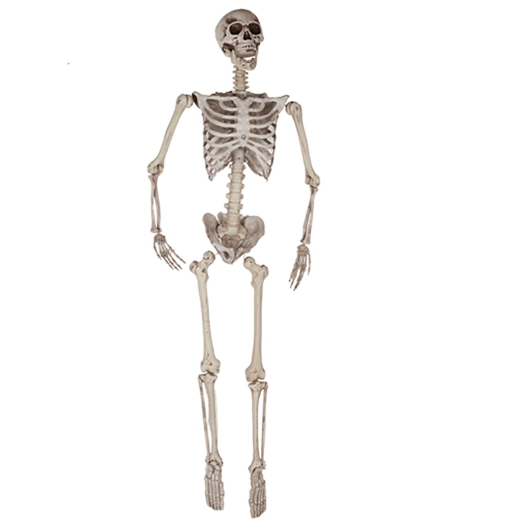Skelett [165cm]