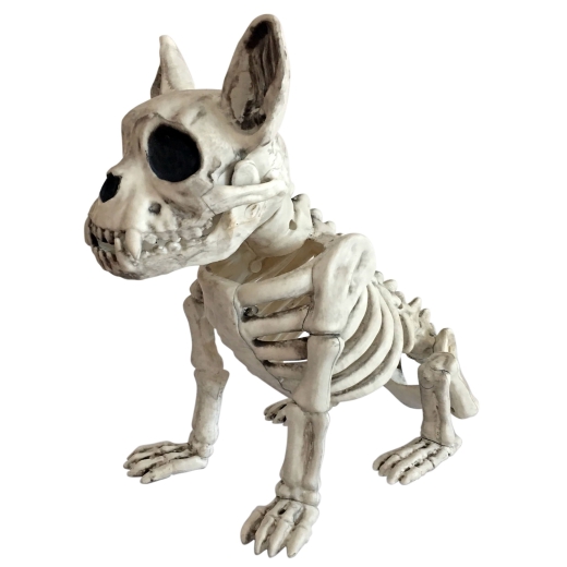 Skelett Hund, sitzend [28cm]
