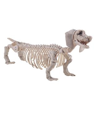 Skelett Hund Dackel [56 x 13 x 22cm]