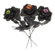 Rose mit Auge [3 Sorten]