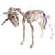 Einhorn Skelett [60cm]