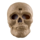 Schädel mit Licht [20cm]