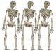 Skelett, 3x mini [15cm]