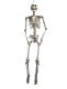 Skelett, gross [175cm]
