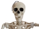 Skelett, stehend [150cm]