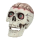 SCHÄDEL mit Gehirn [18x13x15cm]