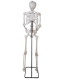 Skelett XL, stehend [213cm]