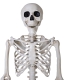 Skelett XL, stehend [213cm]