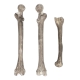 Knochenteile SET aus 6 Teilen