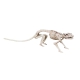 Skelett Ratte [38cm]