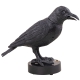 Krähe, verhext [24cm]