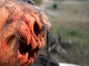 Groundbreaker Kürbis-Monster -DEMO-