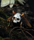 Schmetterling "TOTENKOPF" 3er Set