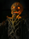 Pumpkin Stalker - Riese mit mehr als 240cm