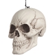 Grosser SCHÄDEL [18x16x27CM]
