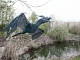 Flying Dragon -blau- [120cm]