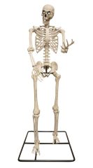 Skelett "Titan" XXL [318cm]