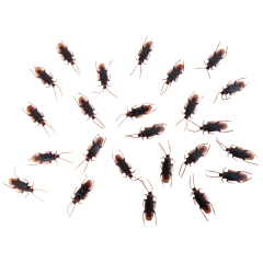 KAKERLAKEN 70x20mm [24 Stück]