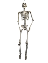 Skelett, gross [175cm]