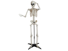 Skelett, stehend [150cm]