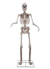 Skelett XL "Robert" B-Ware [243cm]