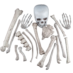 Knochenteile XL SET aus 18 Teilen